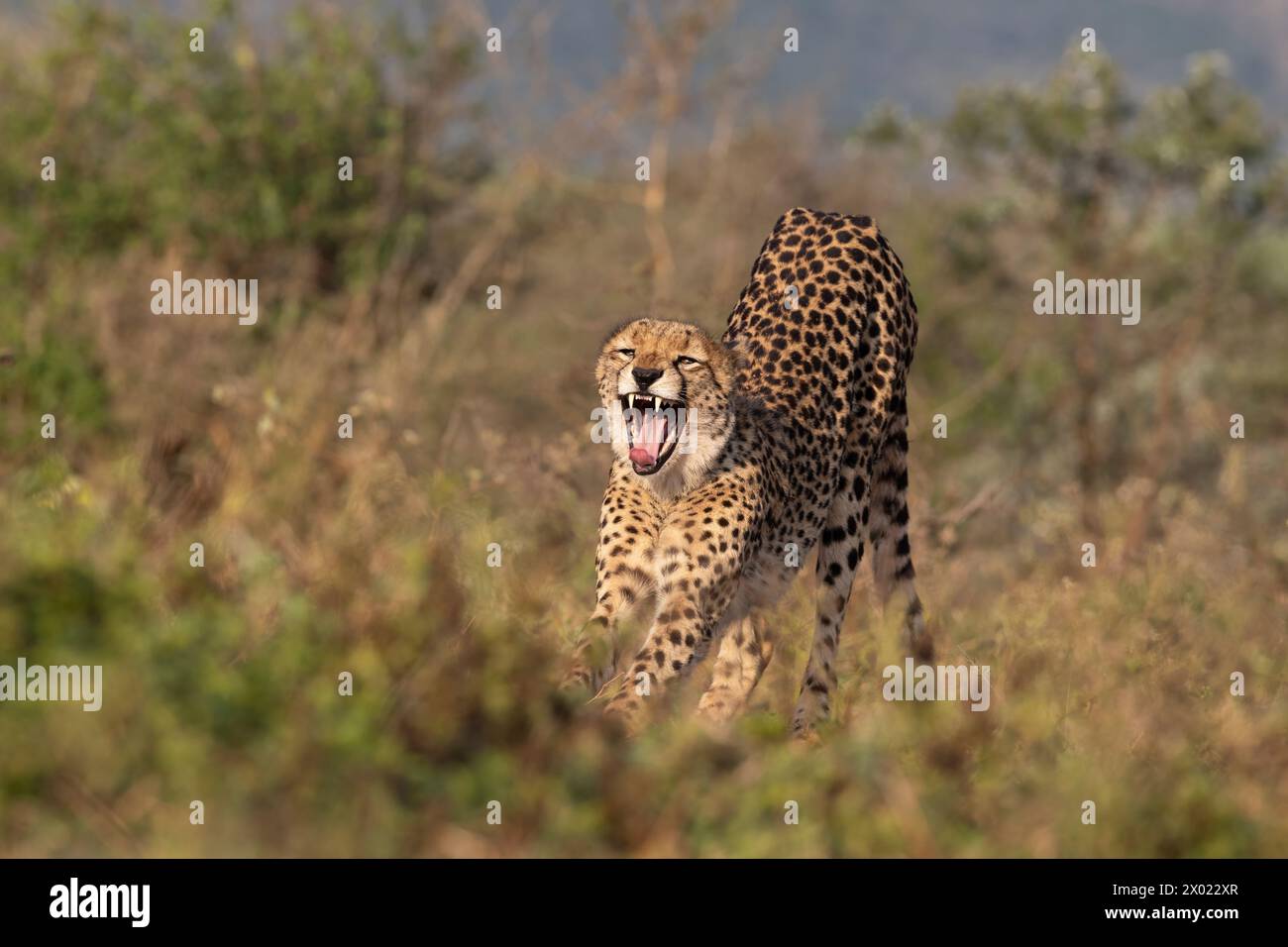 Gepard (Acinonyx jubatus) Stretching, Zimanga privates Wildreservat, KwaZulu-Natal, Südafrika Stockfoto