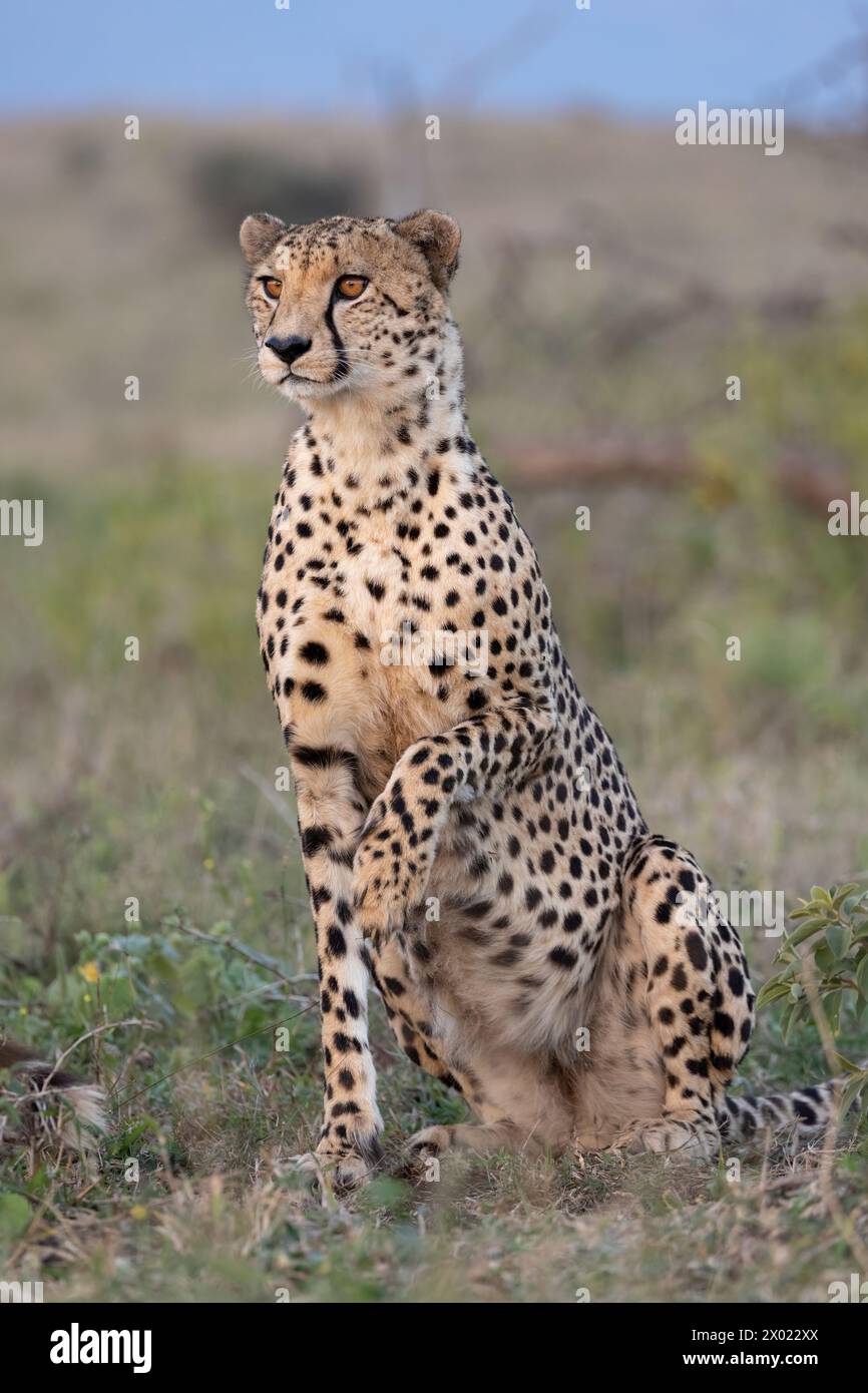Cheetah (Acinonyx jubatus), Zimanga privates Wildreservat, KwaZulu-Natal, Südafrika Stockfoto