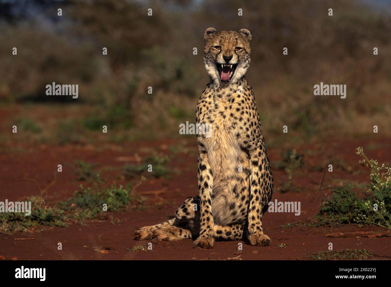 Gepard (Acinonyx jubatus) Gähnen, Zimanga privates Wildreservat, KwaZulu-Natal, Südafrika Stockfoto