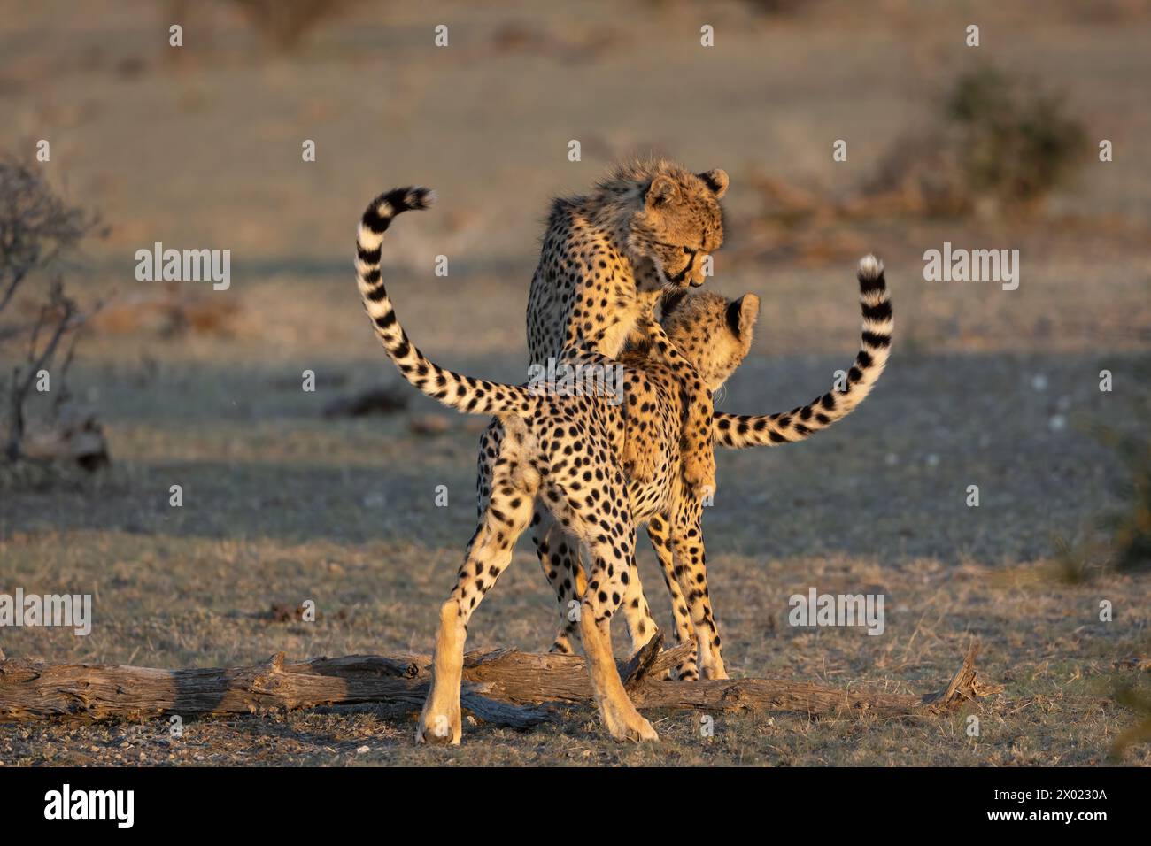 Gepard (Acinonyx jubatus) Untererwachsenen, Spielkampf, Mashatu Game Reserve, Botswana Stockfoto