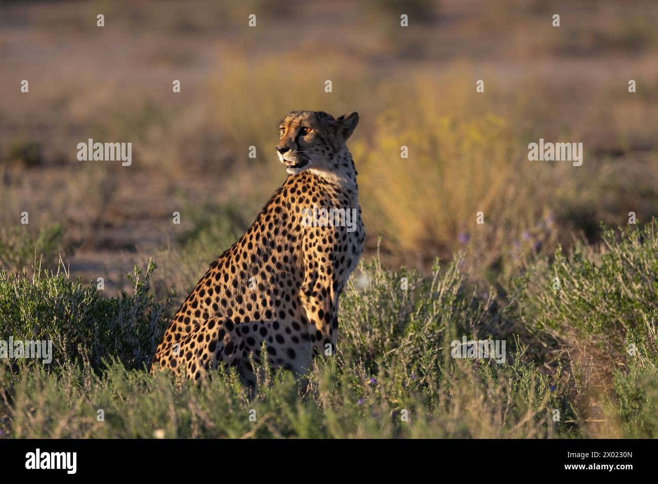 Gepard (Acinonyx jubatus), Kgalagadi Transfrontier Park, Nordkap, Südafrika Stockfoto