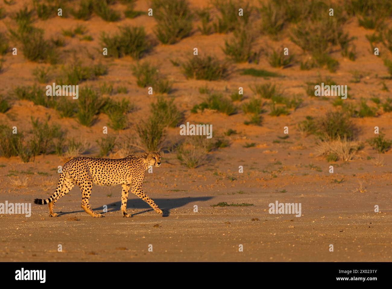 Gepard (Acinonyx jubatus), Kgalagadi Transfrontier Park, Nordkap, Südafrika Stockfoto