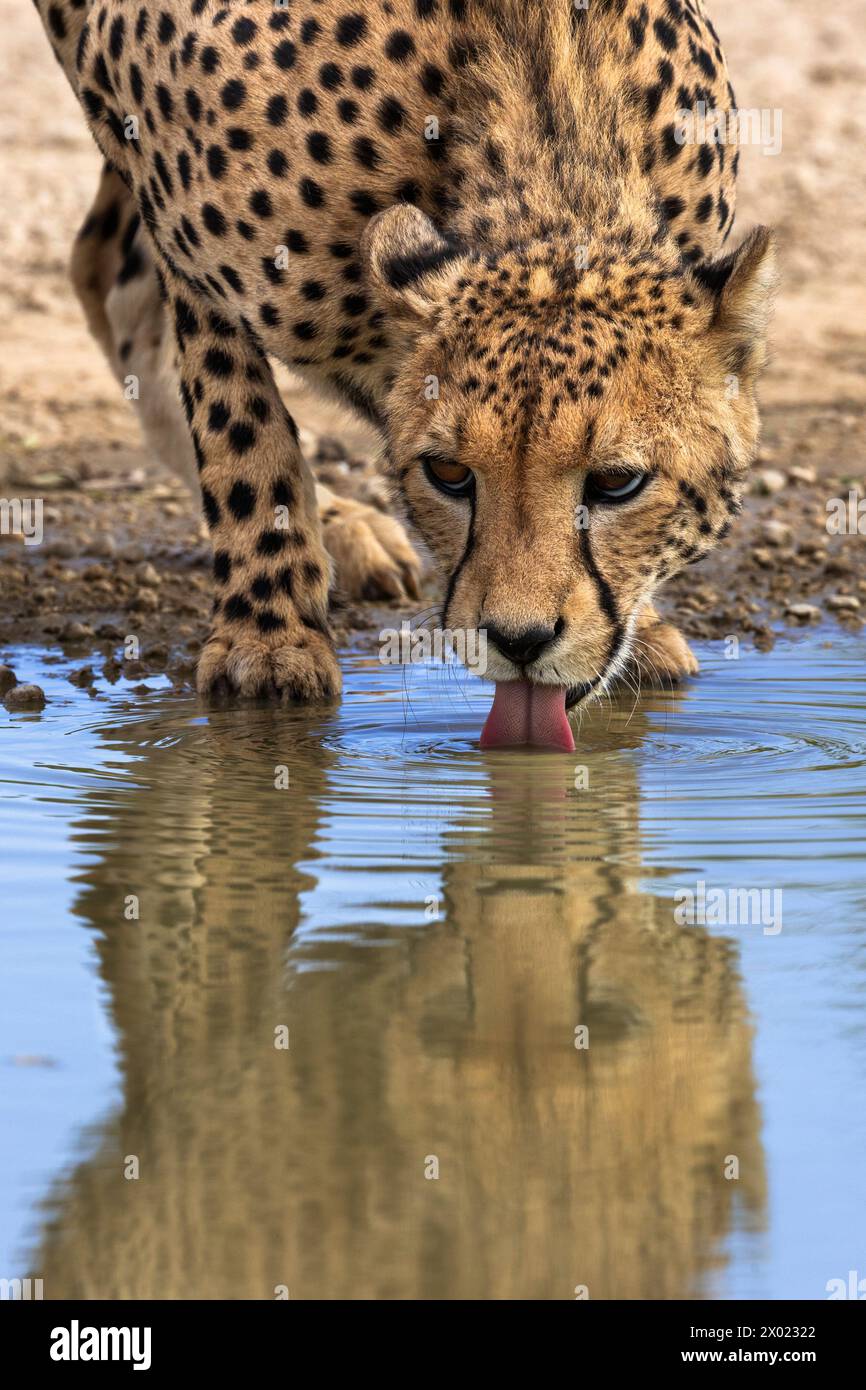 Geparden (Acinonyx jubatus) trinken, Kgalagadi Transfrontier Park, Nordkap, Südafrika Stockfoto