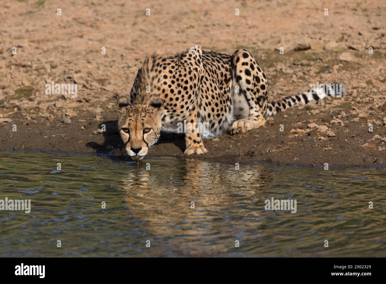 Geparden (Acinonyx jubatus) trinken, Kgalagadi Transfrontier Park, Nordkap, Südafrika Stockfoto