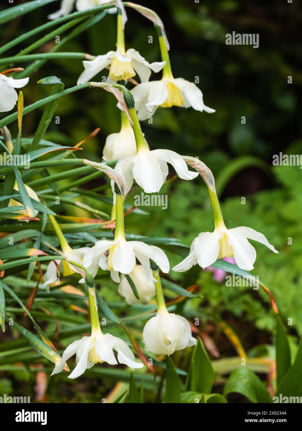 Weiße Blütenblätter und blassgelbe Blütenblätter der traditionellen Narzissen-Sorte Narcissus 'Mrs Langtry', die im Frühjahr blüht Stockfoto