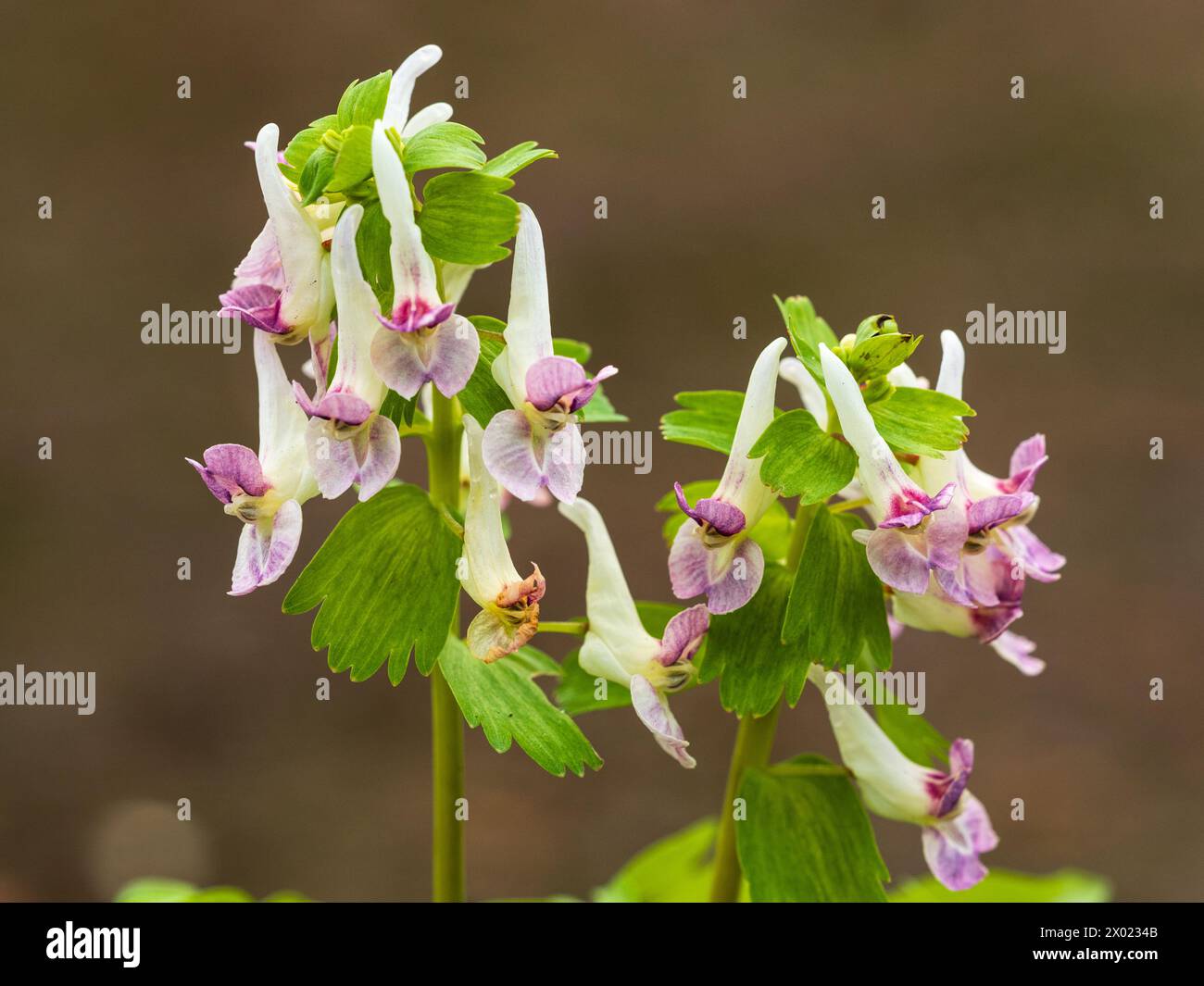 Pinklipp-weiße Blüten der Frühlingsblühenden Hardy Tuber Corydalis x allenii, einer C. solida x C. bracteata-Hybride Stockfoto