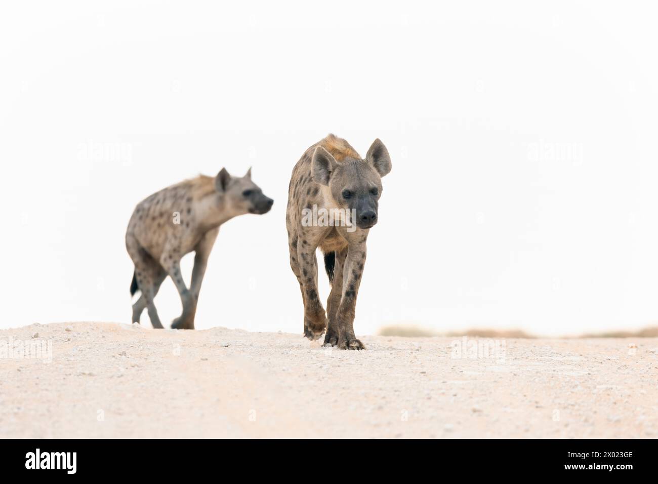 Gefleckter Hyäne (Crocuta crocuta), Kgalagadi transfrontier Park, Südafrika Stockfoto