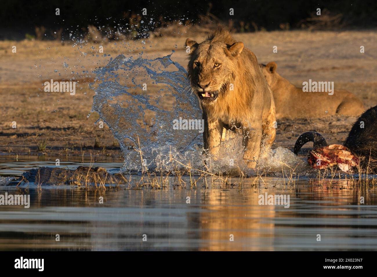 Löwe (Panthera leo) auf Büffelmord, der Krokodile verjagt, Chobe Nationalpark, Botswana Stockfoto