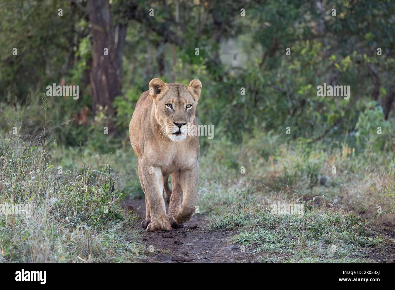 Löwin (Panthera leo), Zimanga Private Game Reserve, KwaZulu-Natal, Südafrika Stockfoto