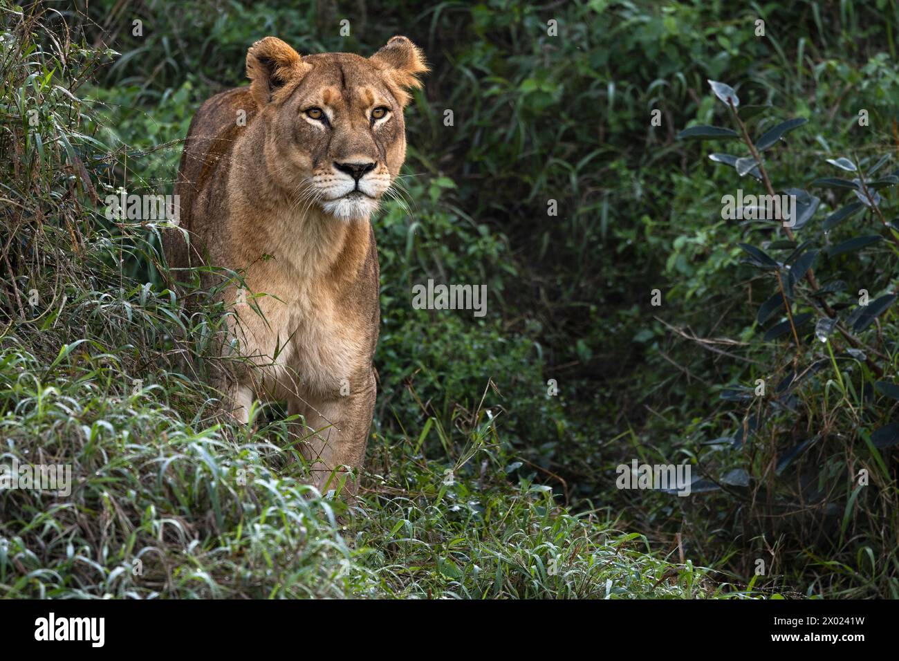 Löwin (Panthera leo), Zimanga Private Game Reserve, KwaZulu-Natal, Südafrika Stockfoto