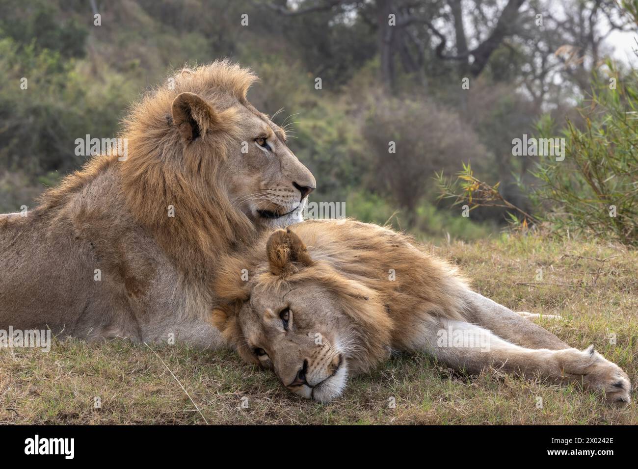 Lion (Panthera leo) Brüder, Zimanga privates Wildreservat, KwaZulu-Natal, Südafrika Stockfoto
