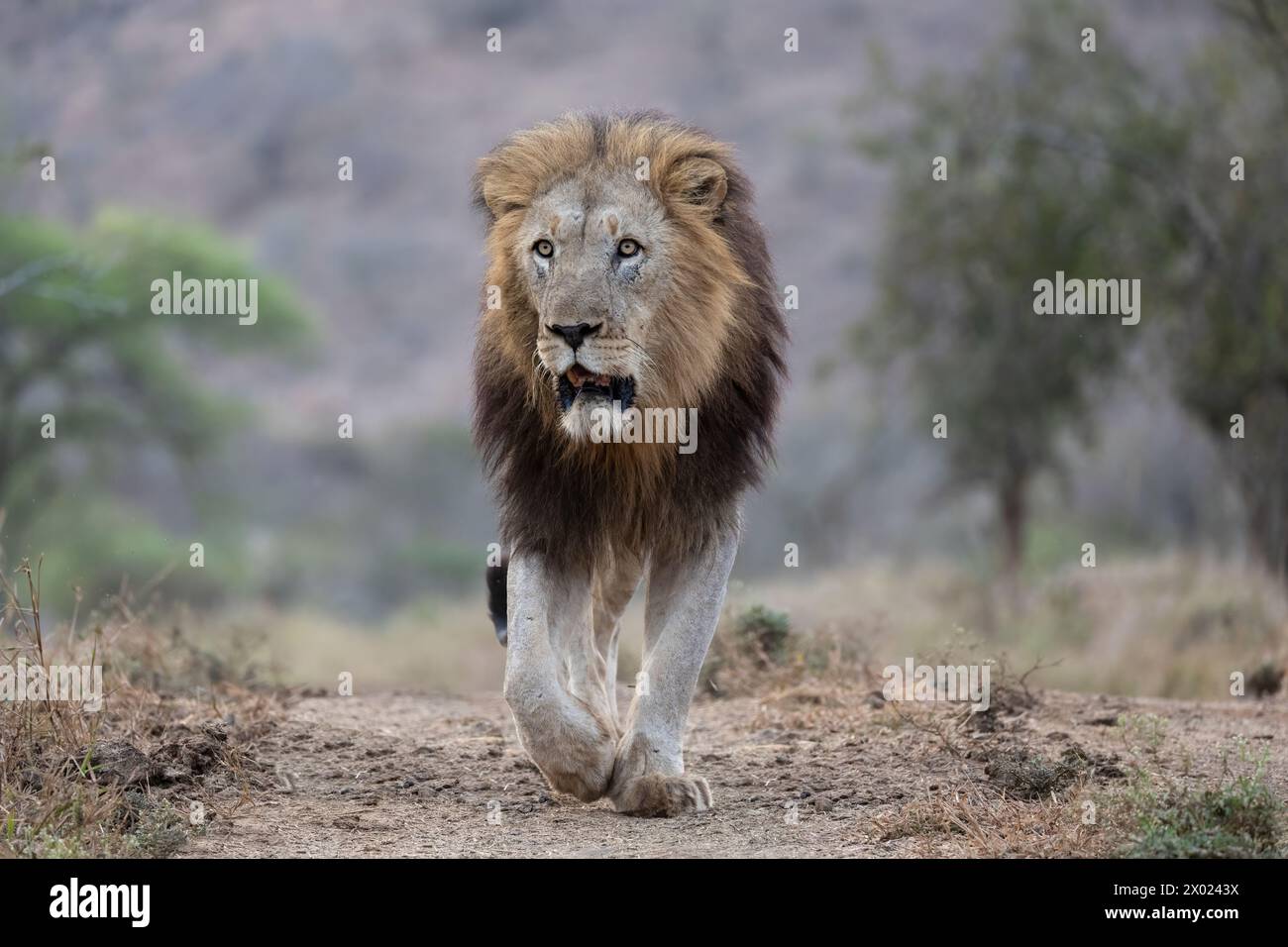 Löwe (Panthera leo), Zimanga Private Game Reserve, KwaZulu-Natal, Südafrika Stockfoto