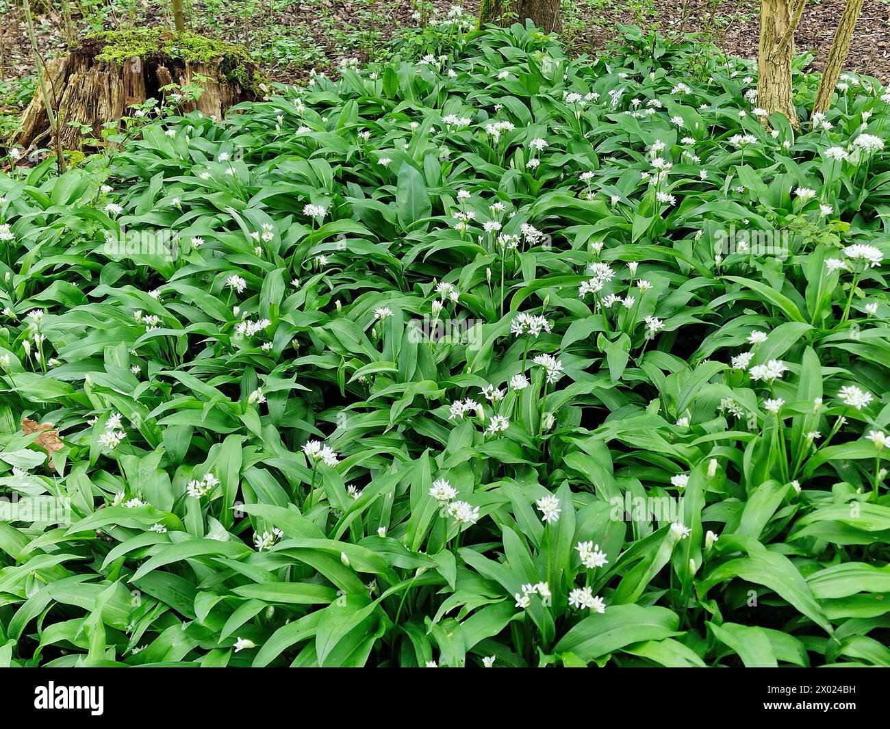Blühender Bärenlauch (Allium ursinum) Stockfoto
