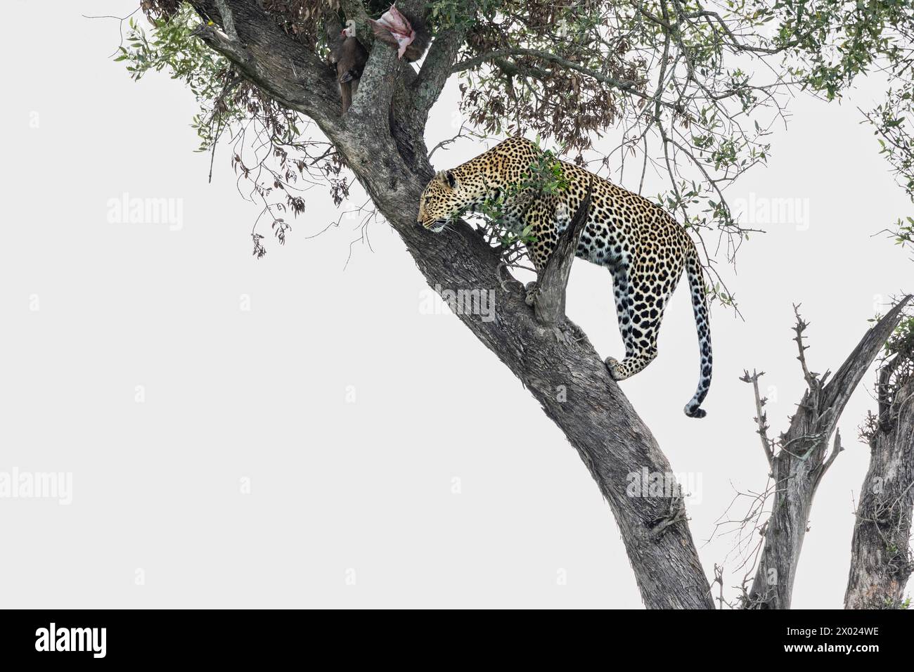 Leopard (Panthera Pardus), Masai Mara, Kenia Stockfoto