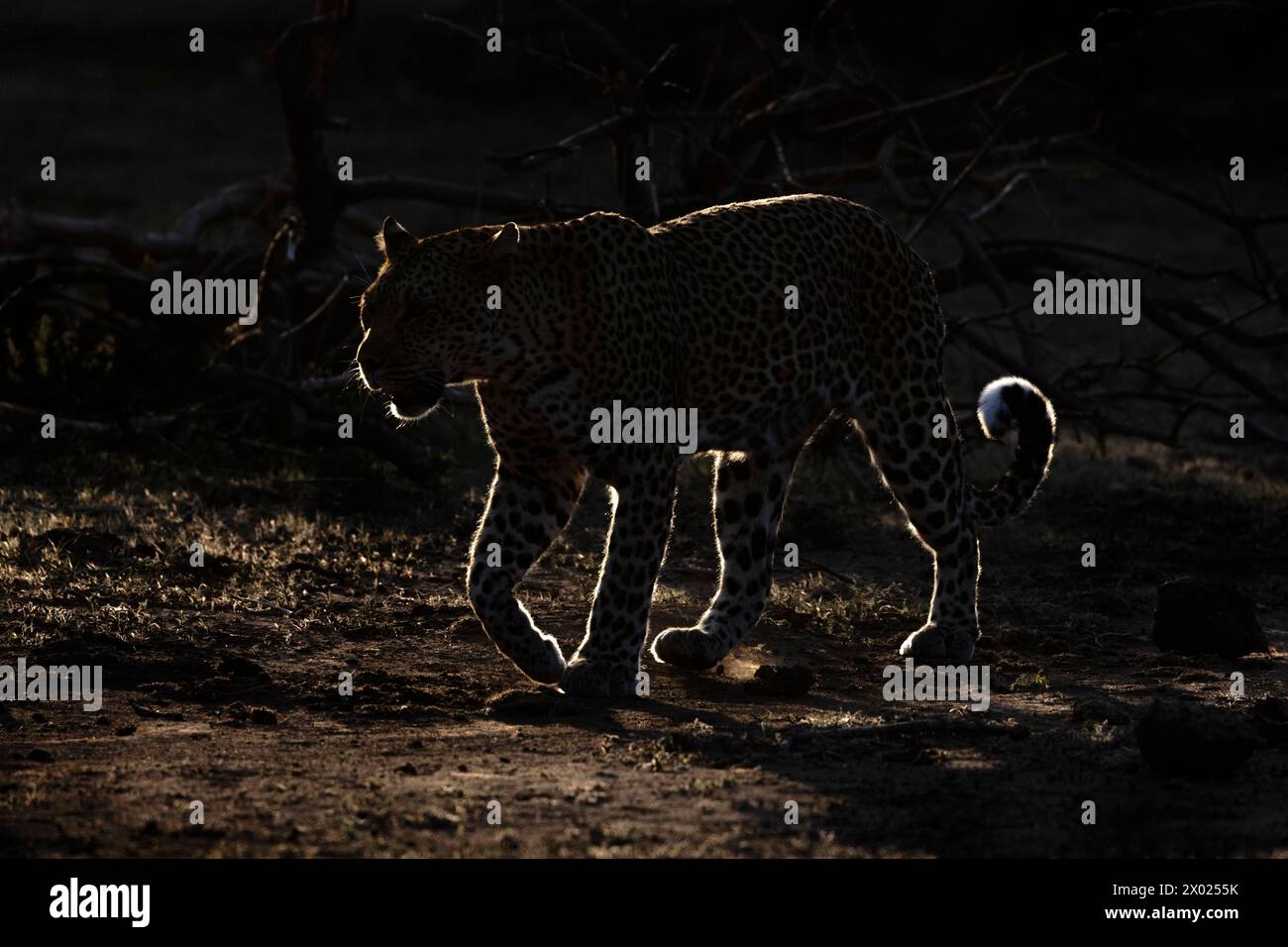 Leopard (Panthera pardus), Mashatu Wildreservat, Botsuana Stockfoto