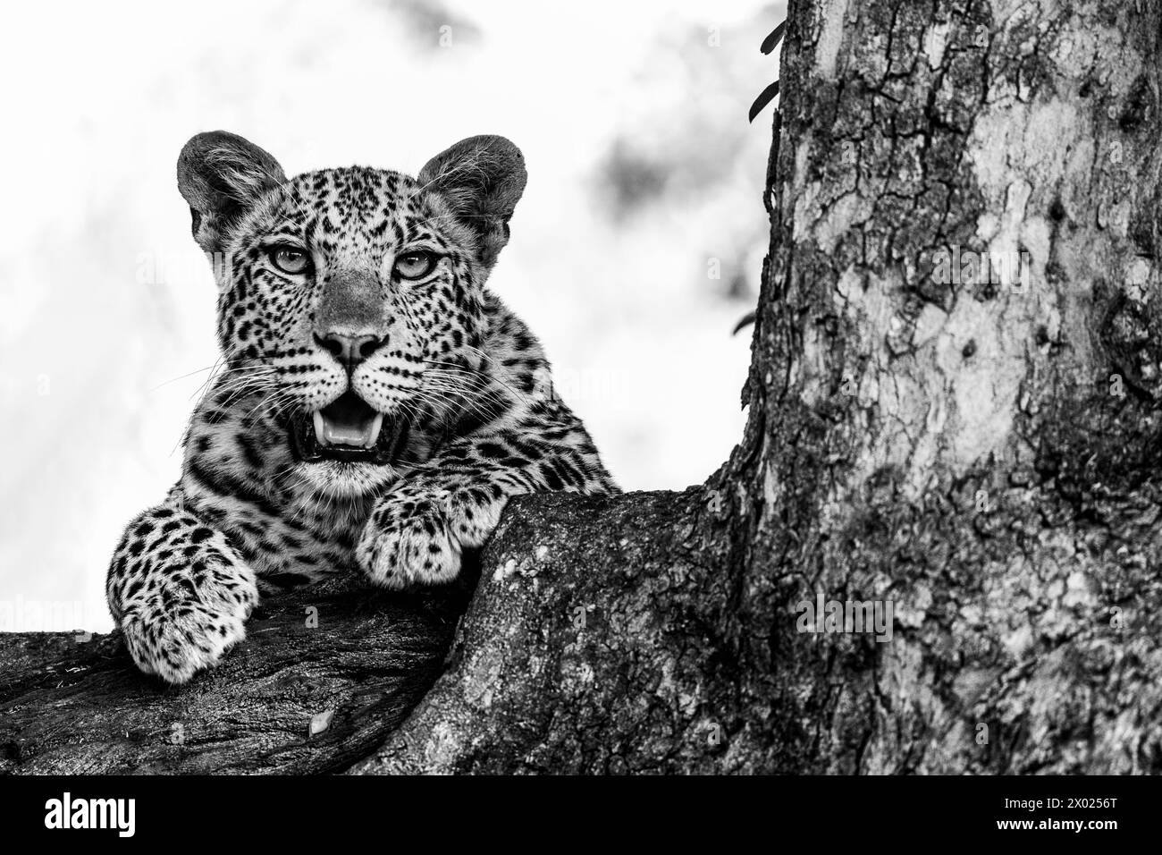 Leopard (Panthera pardus), Mashatu Wildreservat, Botsuana Stockfoto