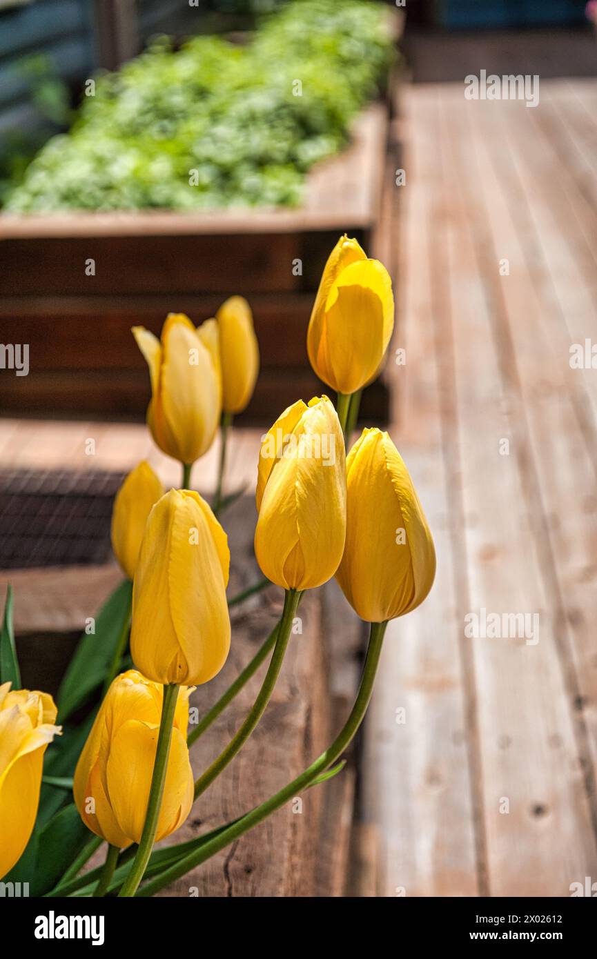 Leuchtend gelbe Tulpen blühen wunderschön in einem hölzernen Pflanzgefäß auf einer Terrasse und spiegeln colorados Herz-Land-Essenz und die Lebendigkeit der Natur wider Stockfoto