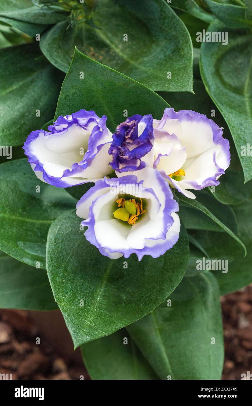 Nahaufnahme einer violetten und weißen Eustoma Grandiflorum lisianthus auch Texas Bluebell Prairie Gentian Japanese Rose Frost Tender jährliches Indoor Perennial Stockfoto