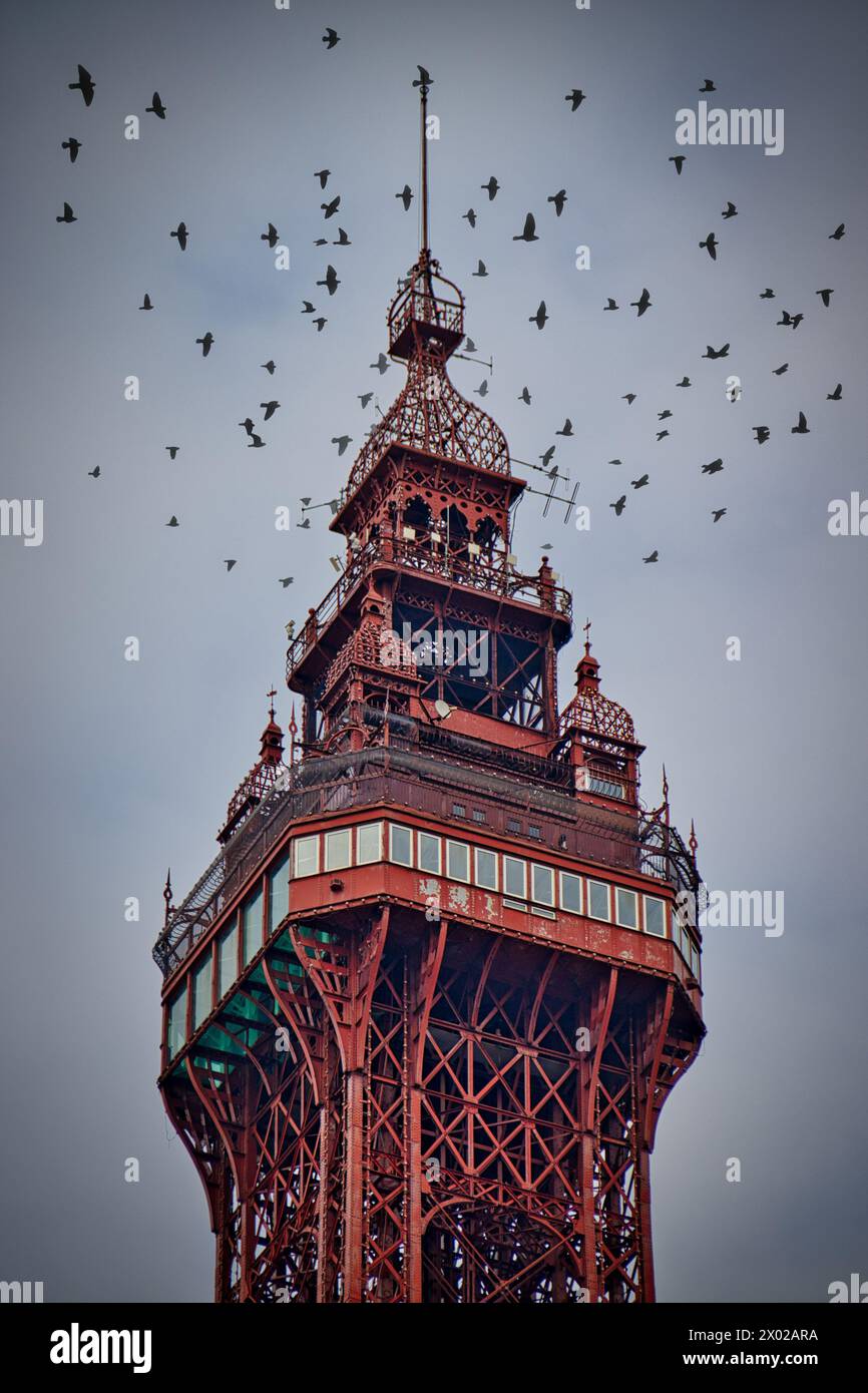 Blackpool Tower und Krähen Stockfoto