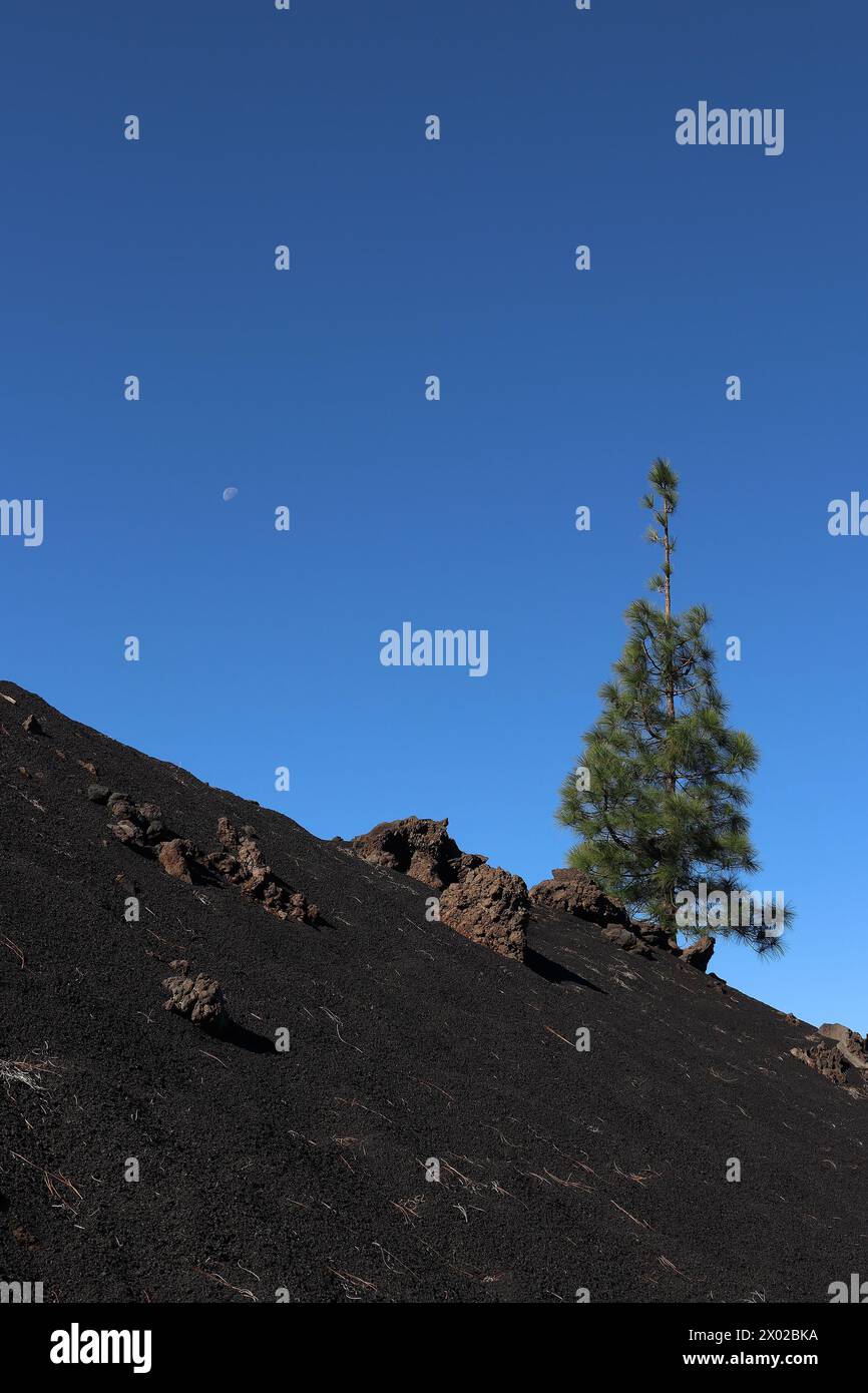 Grüne Kiefer an einem Hang aus schwarzen Lavasteinen vor blauem Himmel (Vulkan Chinyero, Teneriffa, Spanien) Stockfoto