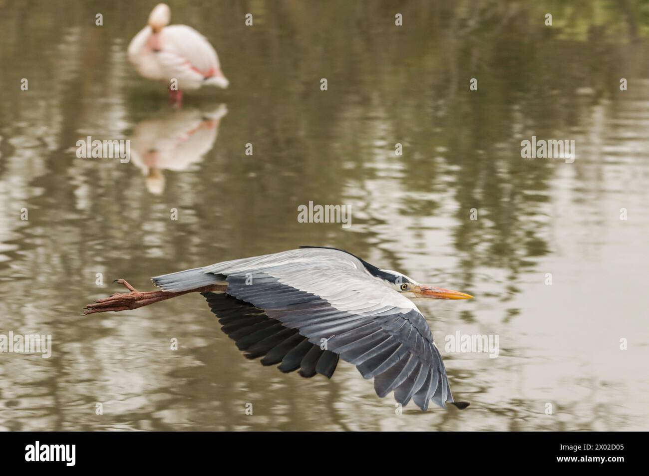 Graureiher fliegen über einen Teich und Flamingo in einem Naturschutzgebiet in Camargue, Rhône-Delta, Südfrankreich Stockfoto
