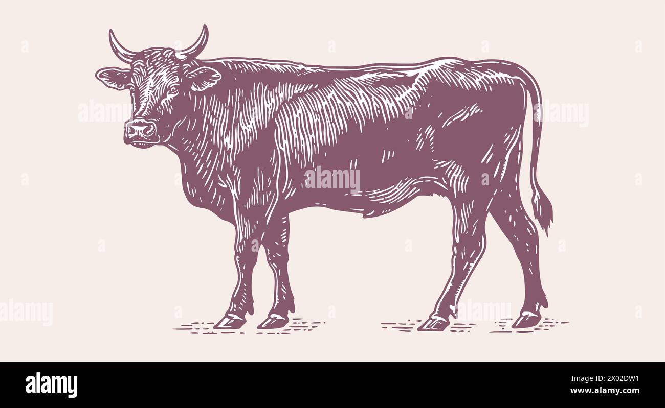 Kuh, Stier, Rindfleisch. Vintage-Retro-Druck Stock Vektor