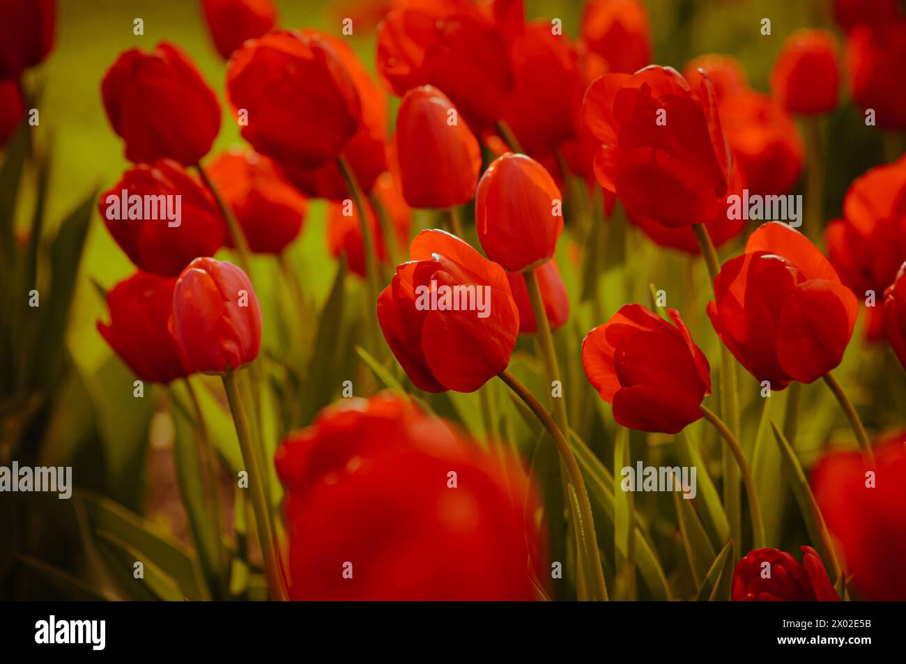 Hintergrund der roten Tulpenblüten. Wunderschöner Blick auf die roten Tulpen im Frühling oder Sommer. Herrliche Frühlingsnatur oder Festkonzept. Stockfoto