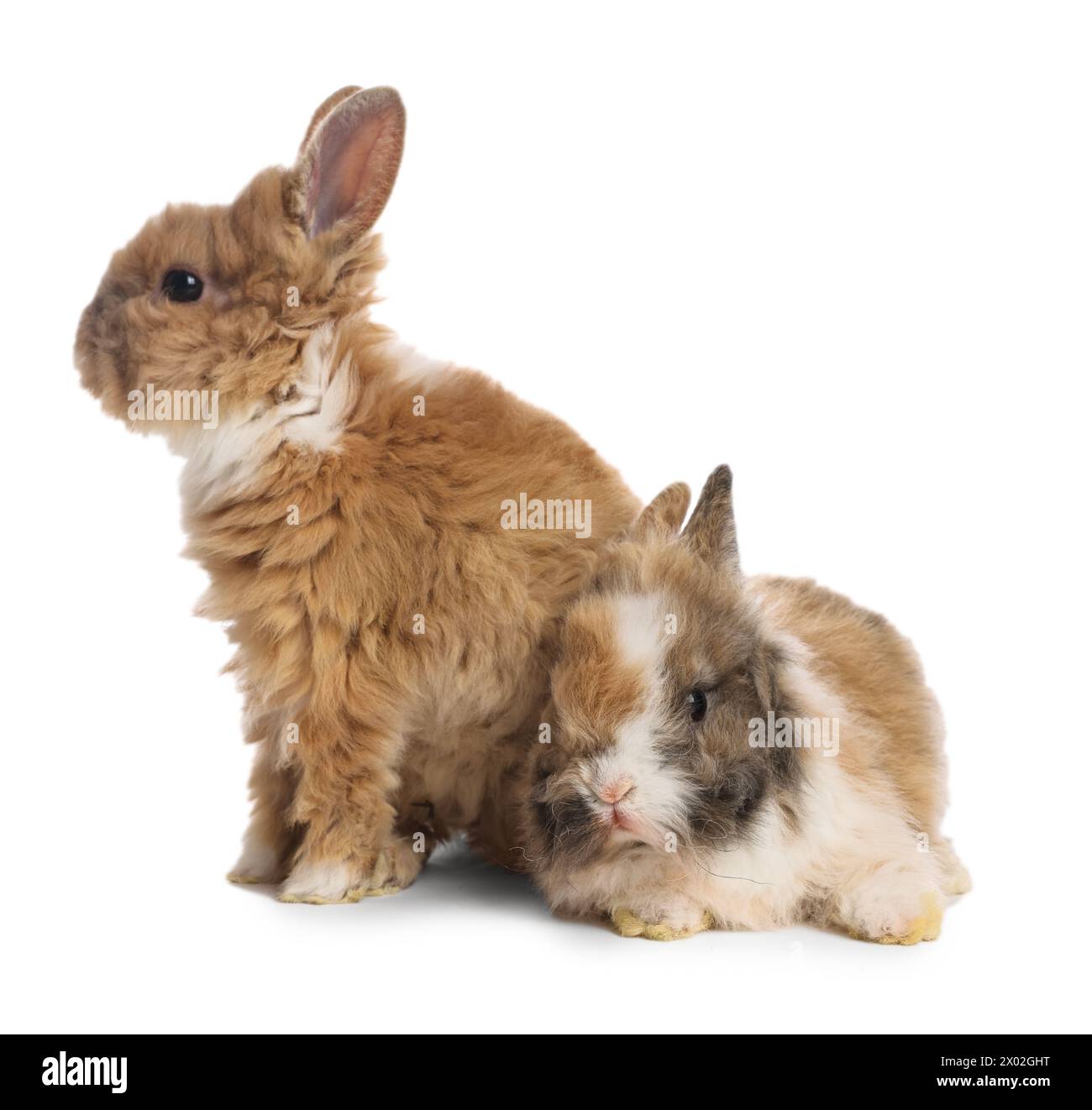 Süße flauschige Hauskaninchen isoliert auf weiß Stockfoto