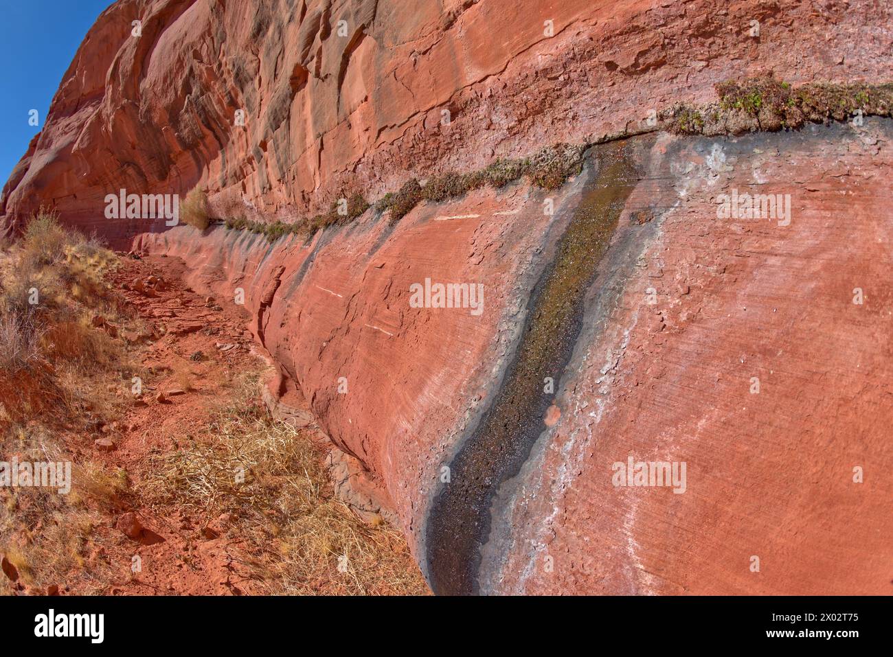 Eine Wasserquelle, die aus einer Sandsteinmauer sickert, bei Ferry Swale in der Glen Canyon Recreation Area in der Nähe von Page, Arizona, USA Stockfoto