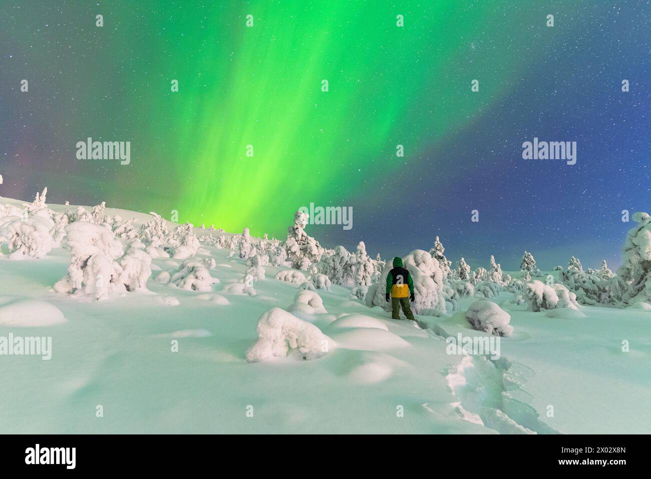 Rückansicht eines Mannes im verschneiten gefrorenen Wald, der die Nordlichter (Aurora Borealis) beobachtet, die den Himmel färben Stockfoto