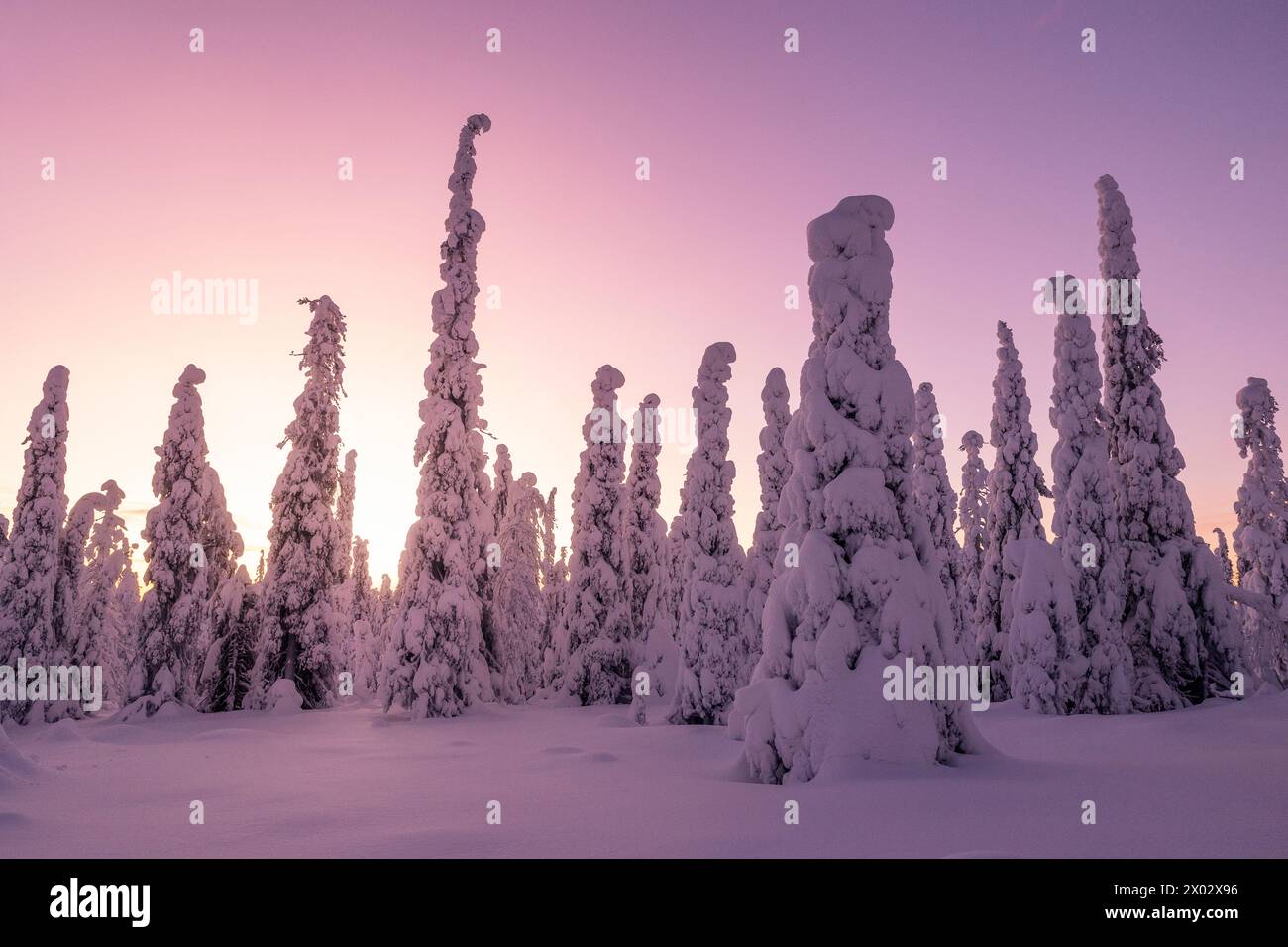 Im Riisitunturi-Nationalpark, Posio, Finnland, Europa, liegt das magische Winterlicht im Wald Stockfoto
