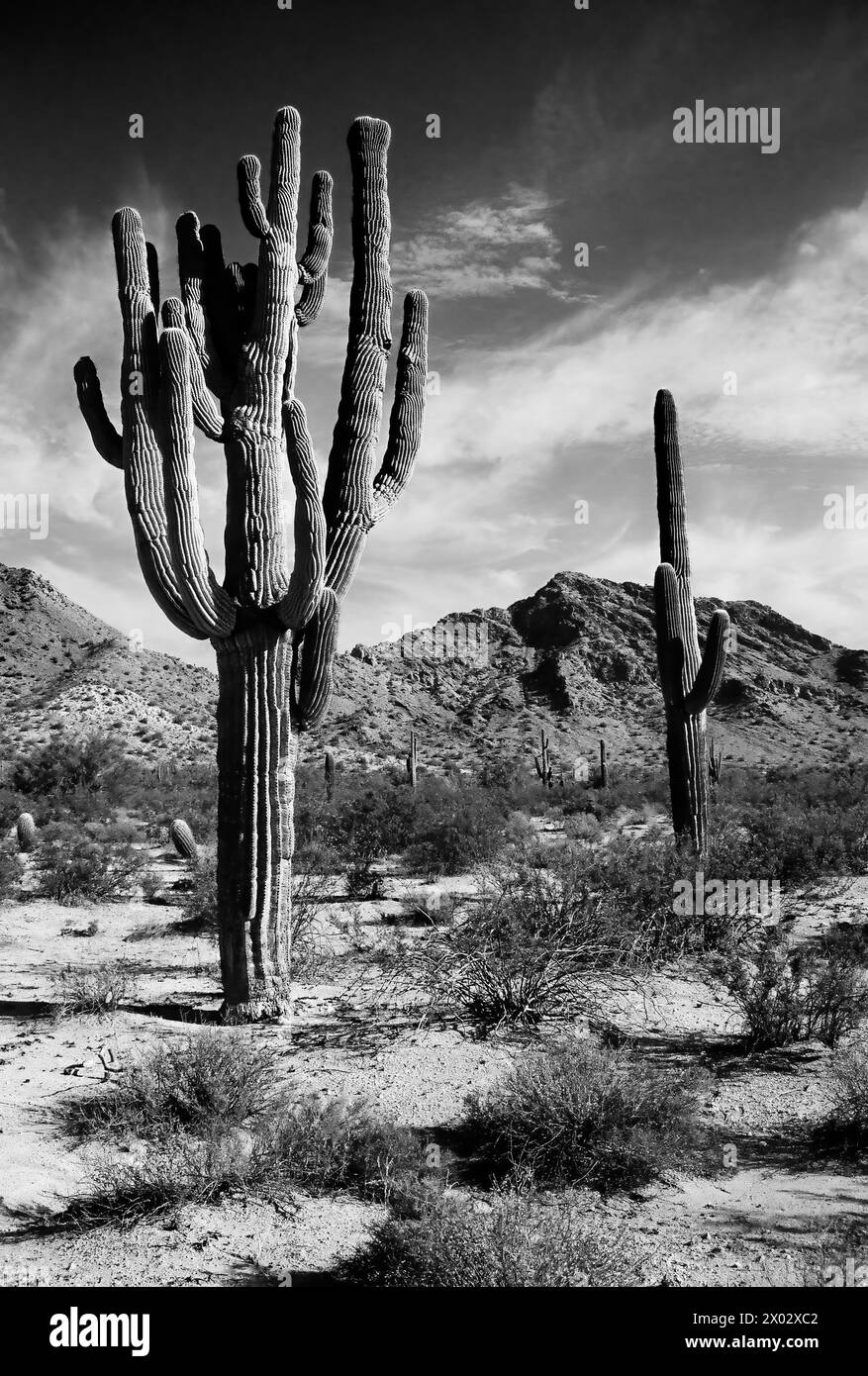 Die riesige Sonora Wüste San Tan Mountains im Zentrum von Arizona USA an einem späten Frühlingsmorgen auf Monochromfilm Stockfoto