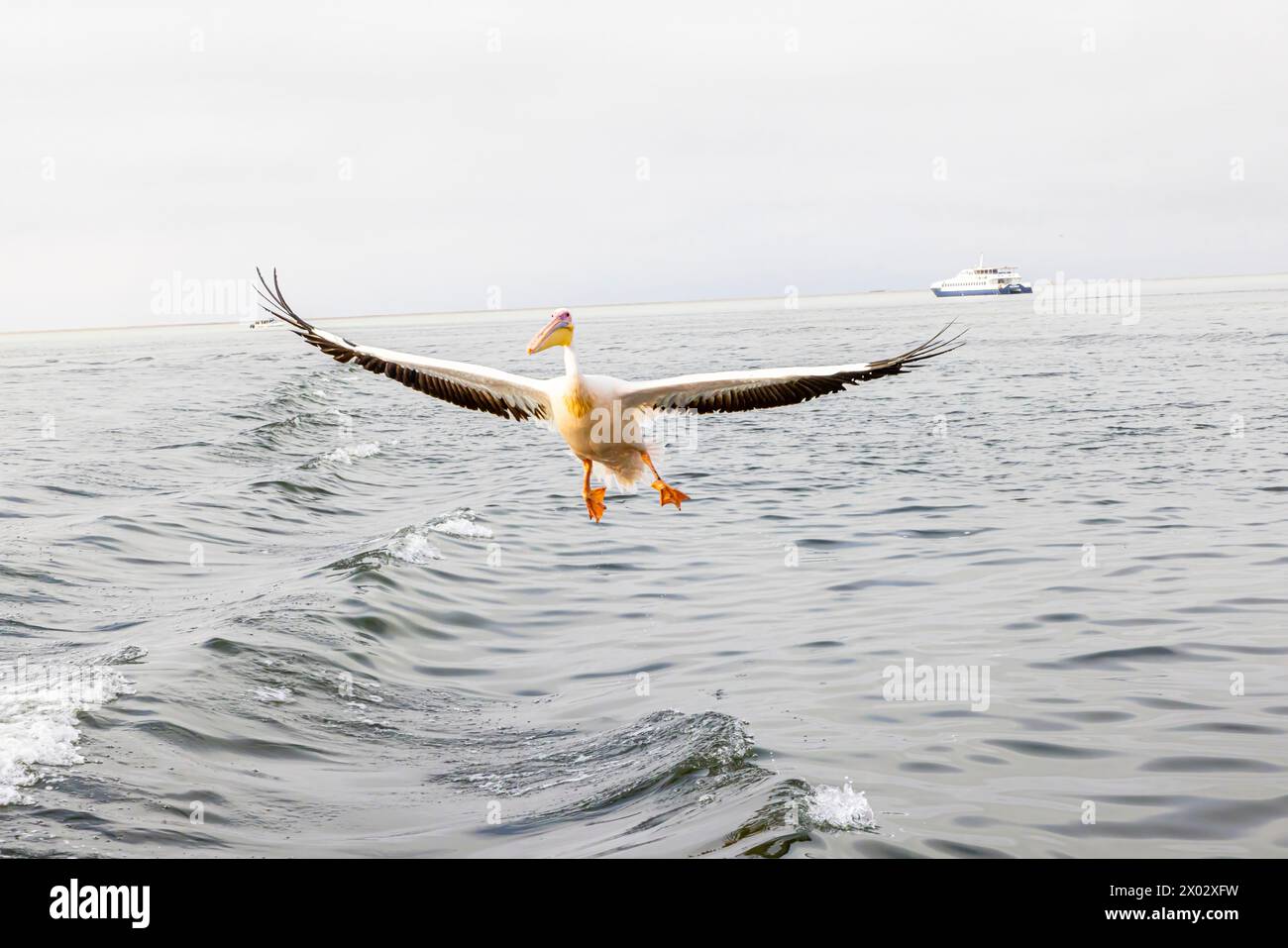 Bild eines großen Pelikans im Flug kurz vor der Landung in der Nähe der Walvis Bay in Namibia während des Tages Stockfoto