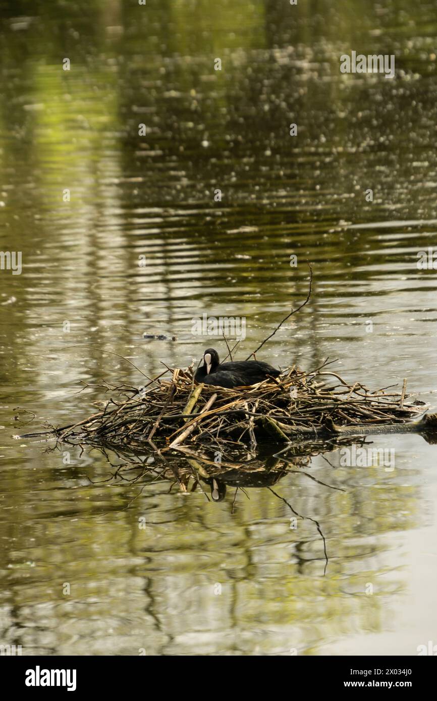 In seinem Nest ruht in der Mitte des Teichs bei Chiswick House and Gardens, West London Stockfoto