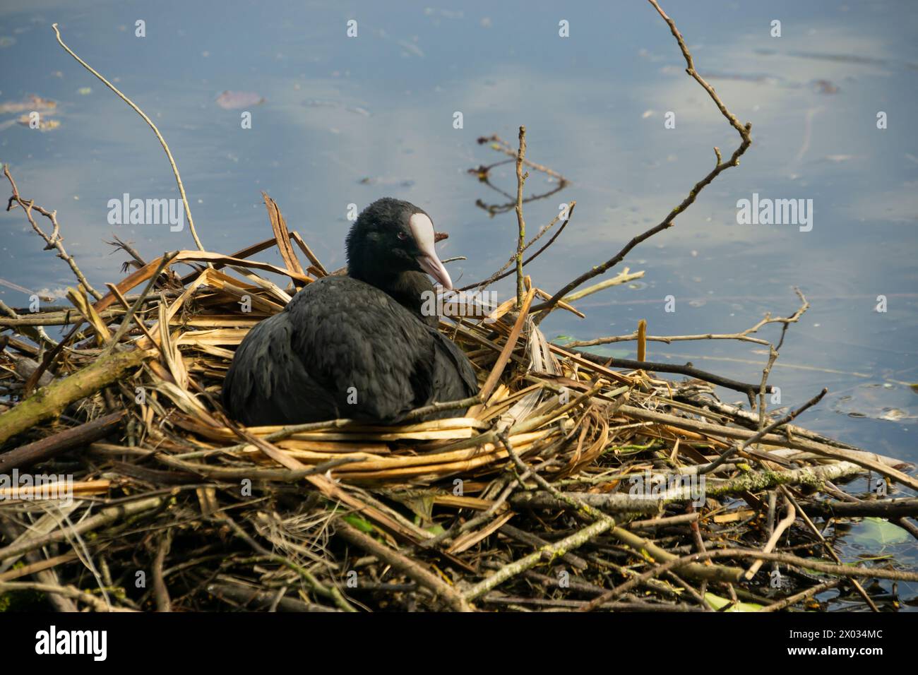 In seinem Nest ruht in der Mitte des Teichs bei Chiswick House and Gardens, West London Stockfoto