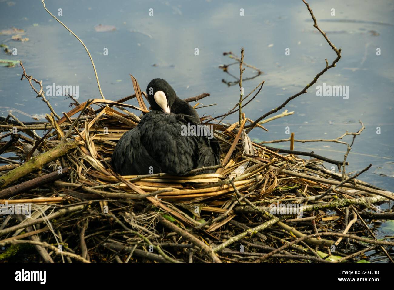In seinem Nest ruht in der Mitte des Teichs bei Chiswick House and Gardens, West London Stockfoto
