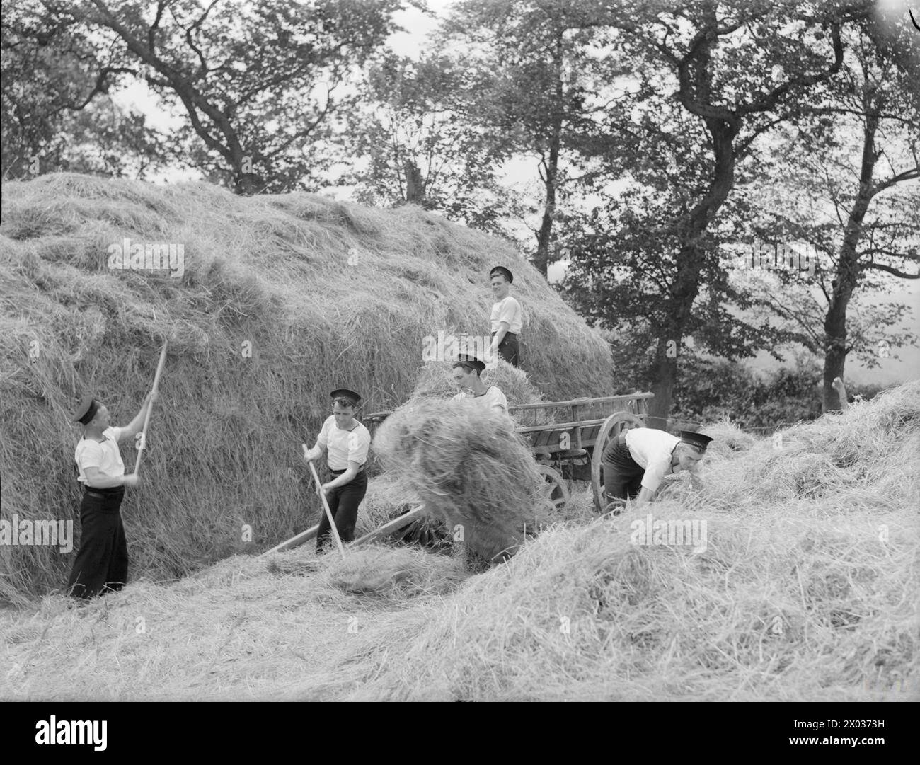 SEELEUTE HELFEN DER FARM IN DEVONSHIRE. 3-4. JULI 1942. - Seeleute, die Heu machen Stockfoto