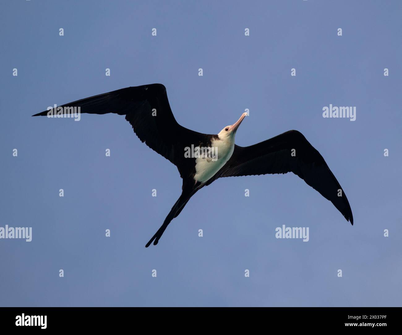 Kleiner Frigatebird (Fregata ariel), Aldabra, Seychellen, Indischer Ozean Stockfoto