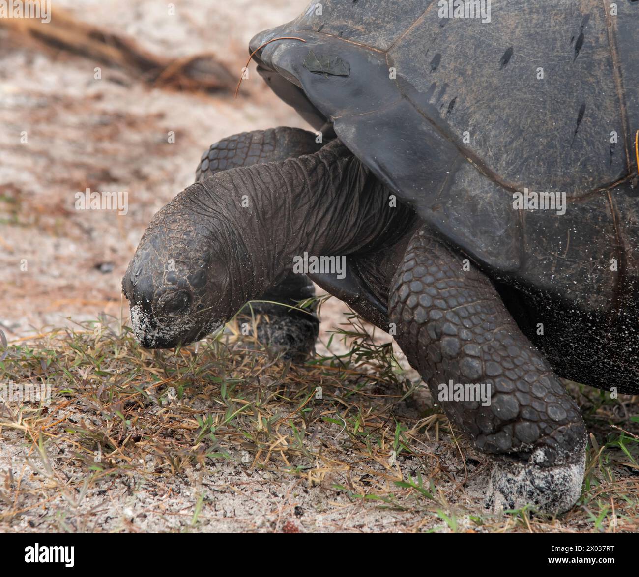 Riesenschildkröte (Aldabrachelys gigantea), Aldabra, Seychellen, Indischer Ozean Stockfoto