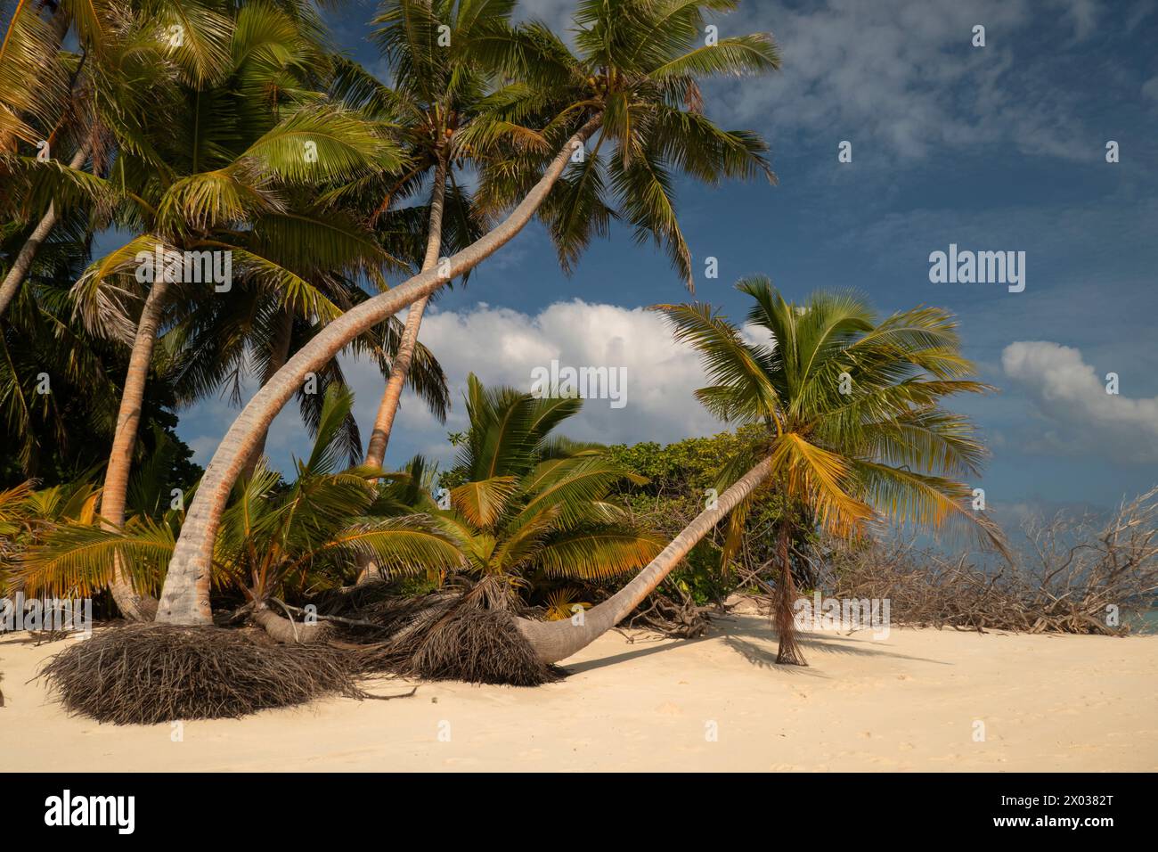Palmen am Strand, Bijoutier Island, Farquhar Atoll, Seychellen, Indischer Ozean Stockfoto