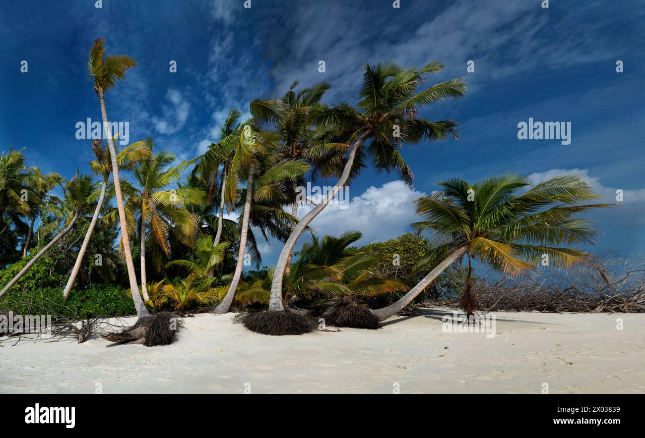 Palmen am Strand, Bijoutier Island, Farquhar Atoll, Seychellen, Indischer Ozean Stockfoto
