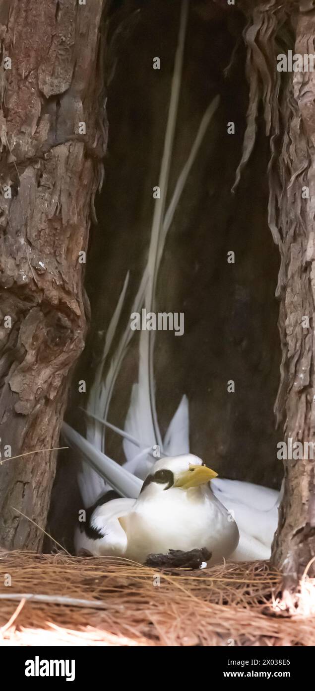 Weißschwanztropikvogel (Phaethon lepturus) auf Nest, Aride, Seychellen, Indischer Ozean Stockfoto