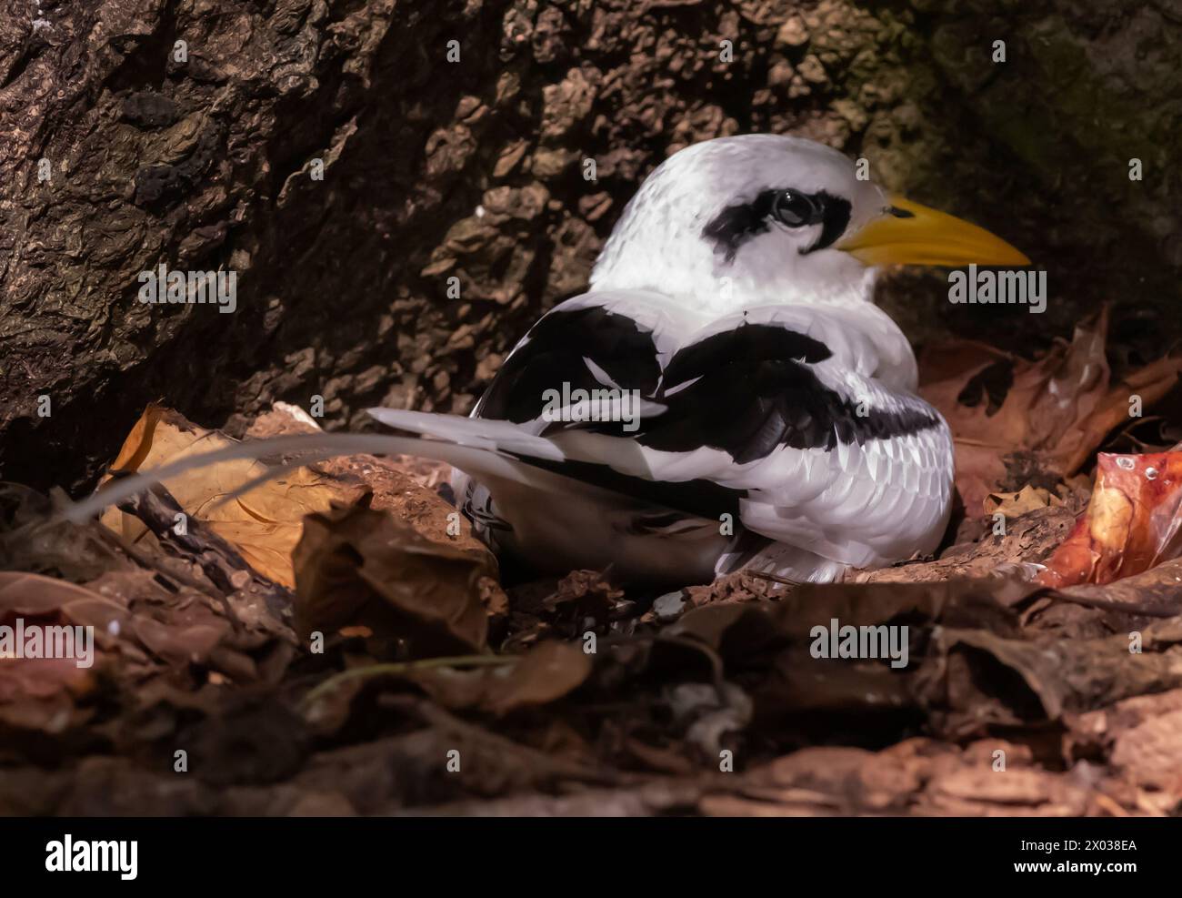 Weißschwanztropikvogel (Phaethon lepturus) auf Nest, Aride, Seychellen, Indischer Ozean Stockfoto