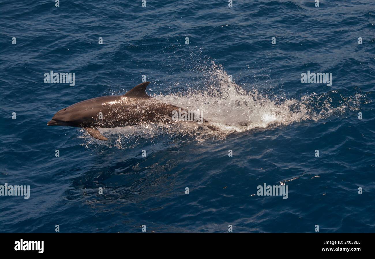 Springender Großer Delfin, Indischer Ozean Stockfoto