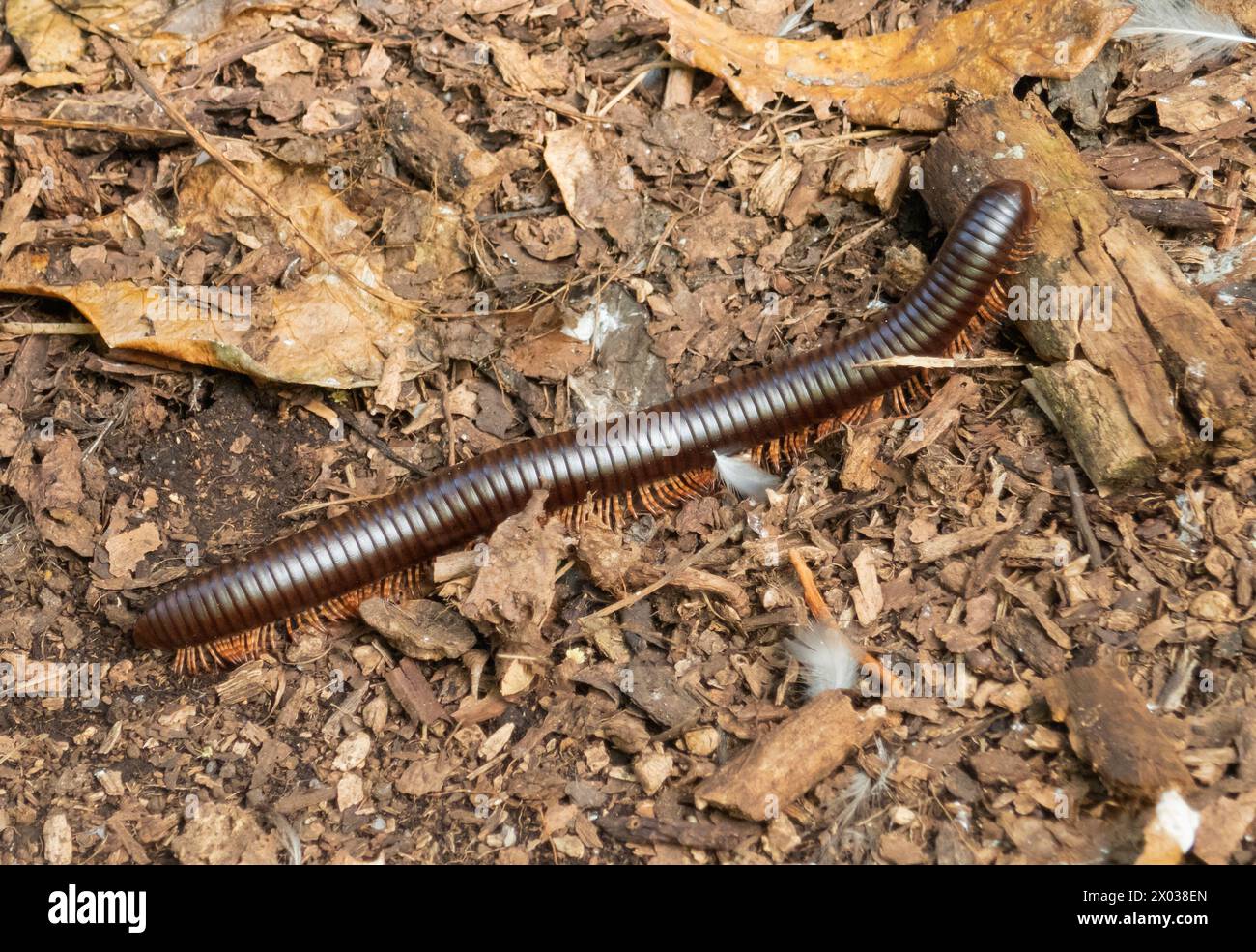Seychellen Giant Millipede, Aride, Seychellen, Indischer Ozean Stockfoto