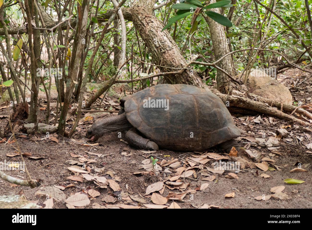 Aldabra Riesenschildkröte (Aldabrachelys gigantea), Curieuse, Seychellen, Indischer Ozean Stockfoto