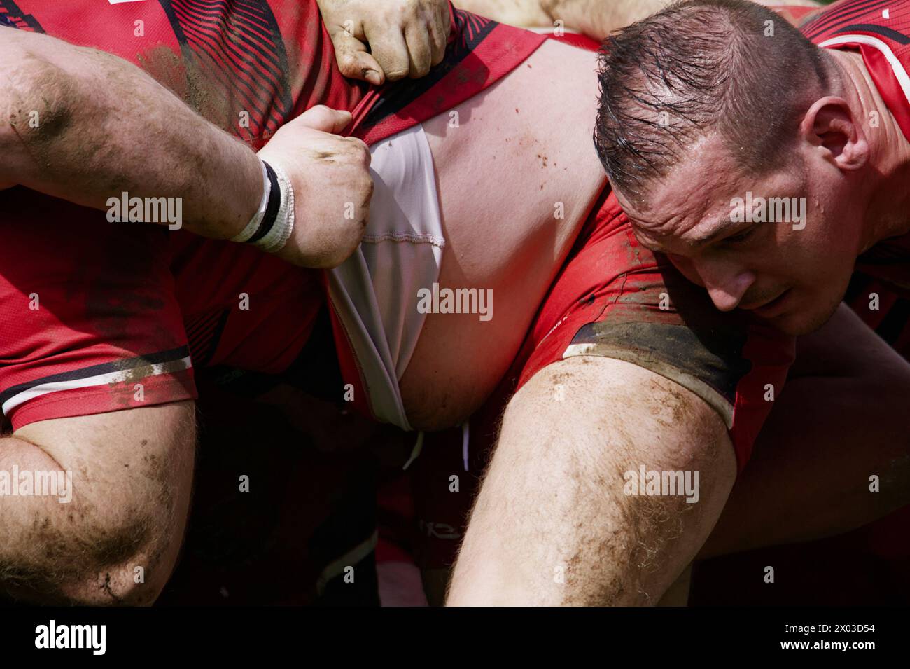 Nahaufnahme von männlichen Rugby Union Spielern, die in Einem Scrum rummagieren und Kraft, Stärke, Intensität, Brawn UK zeigen Stockfoto