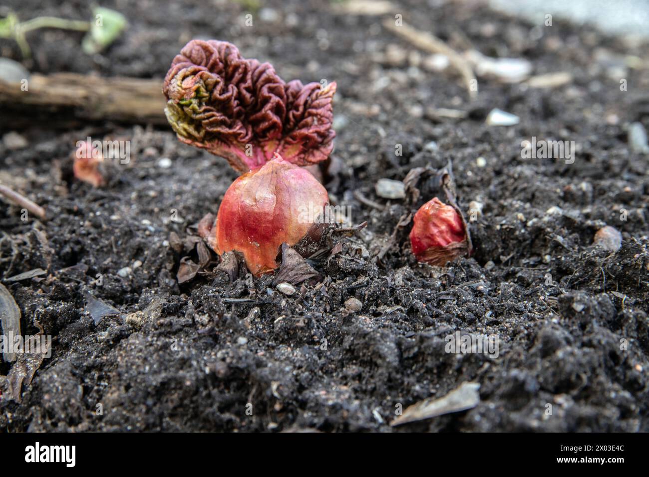 Rhabarber kommt im Frühjahr. Die fleischigen roten Knospen des Rhabarbers tauchen im Spätwinter aus dem Boden auf, bevor Blätter sichtbar sind. Stockfoto