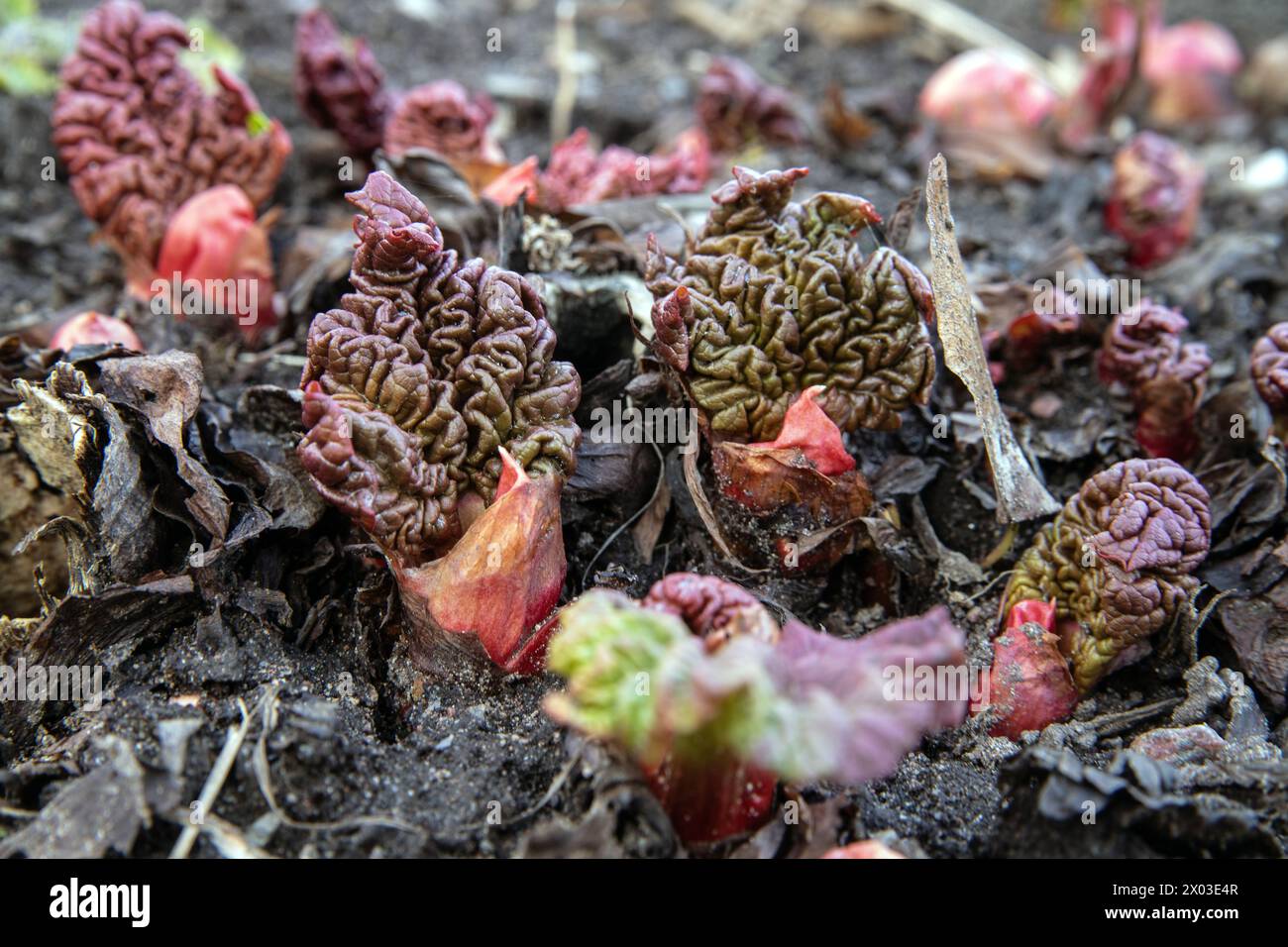Rhabarber kommt im Frühjahr. Die fleischigen roten Knospen des Rhabarbers tauchen im Spätwinter aus dem Boden auf, bevor Blätter sichtbar sind. Stockfoto