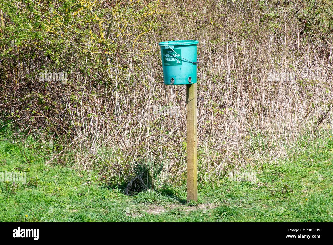 Futtermittel für Farmvögel, ein Futterbehälter für Vögel an einem Pfosten zur Fütterung von Farmvögeln zur Erhaltung seltener Arten, South Downs, West Sussex, England, Vereinigtes Königreich Stockfoto